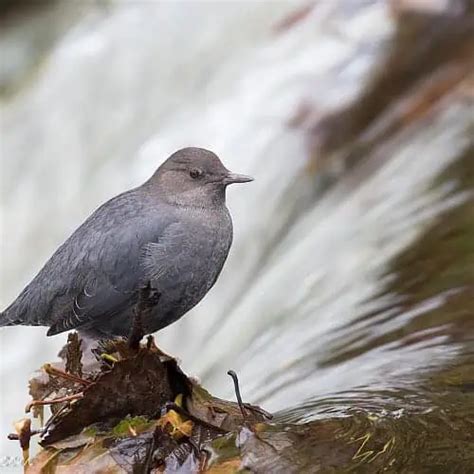 American Dipper Facts, Habitat, Range & ID Guide (Cinclus mexicanus ...