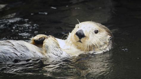 How to Identify a River Otter | River Otter Ecology Project