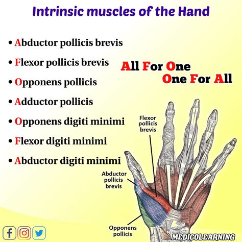 Intrinsic And Extrinsic Muscles Of The Hand