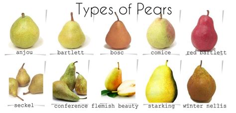 The Earth of India: All About Pear in India