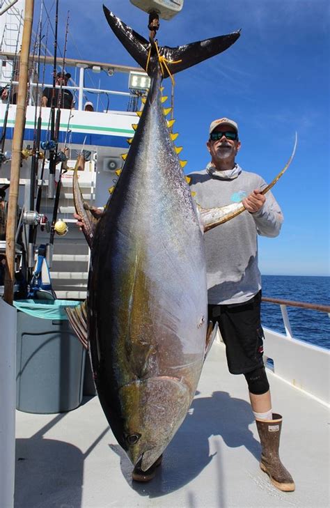 Big Tuna Fishing Report - November 09, 2017 | FISHTRACK.COM