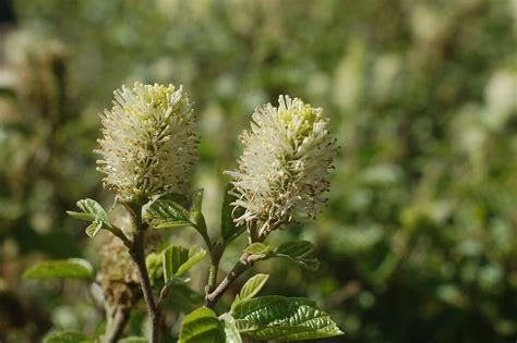 Fothergilla major Mt. Airy Fothergilla Shrub white flowers #3 - Size ...