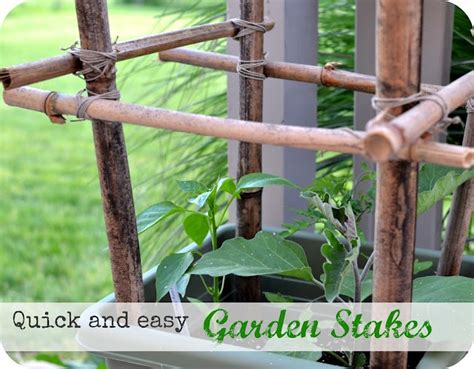 DIY Tomato Stakes out of bamboo - i think we found a few outside Garden ...