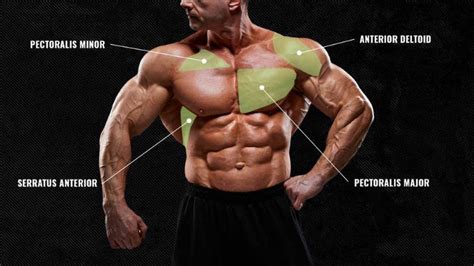 The Anatomy of Your Chest Muscles, Explained (and How to Train Them ...