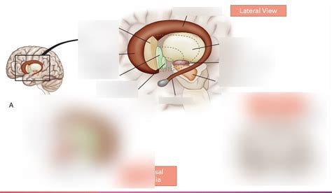 Lateral view of basal nuclei Diagram | Quizlet