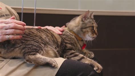 Adoptable cats at the Atlanta Humane Society | 11alive.com