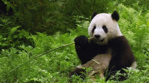 Online crop | Panda Bear eating bamboo shoots HD wallpaper | Wallpaper ...