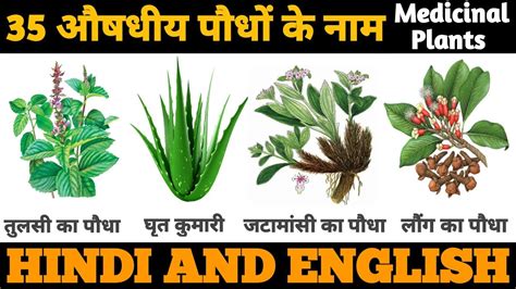 Medicinal Plants Names in Hindi and English| औषधीय पौधों के नाम हिंदी ...