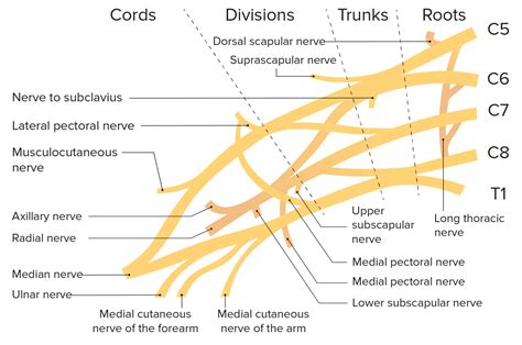 Axilla and Brachial Plexus: Anatomy | Concise Medical Knowledge