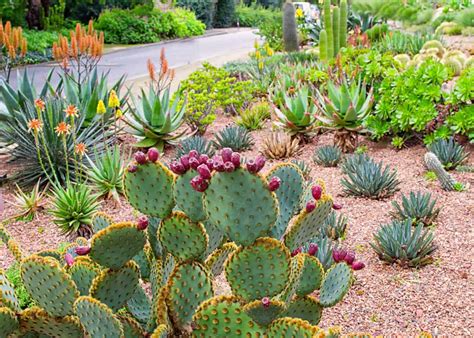 Succulent garden ideas ???? ???? Unlock the beauty of drought-tolerant ...