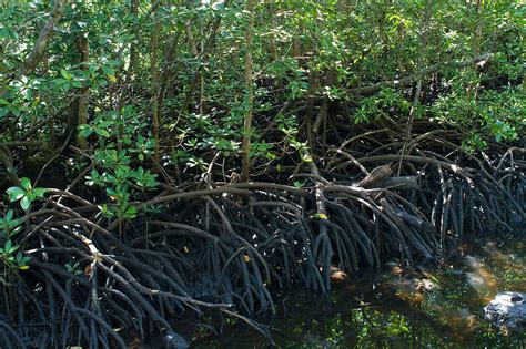 East African Mangroves | One Earth