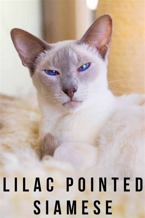 Lilac Pointed Siamese Cat Traits, Characteristics and Personality