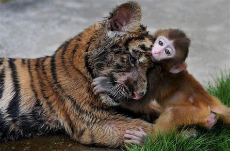 Tiger and monkey | Unlikely animal friends, Animals friendship, Animals ...