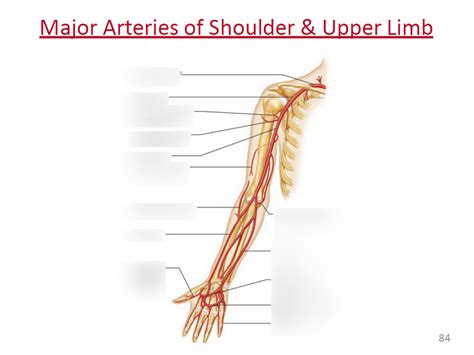 Major Arteries of Shoulder & Upper Limb Part 1 Diagram | Quizlet