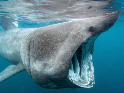 Basking Shark Facts | Basking Shark Habitat & Diet