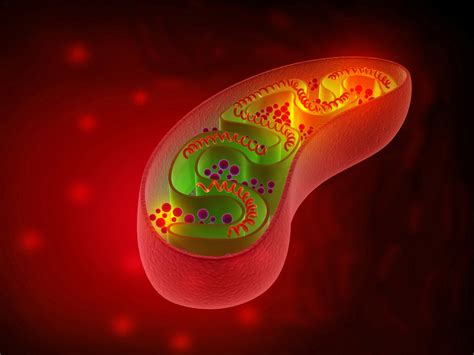 Mitochondria - NADH and ATP production via different pathways - Elizma ...