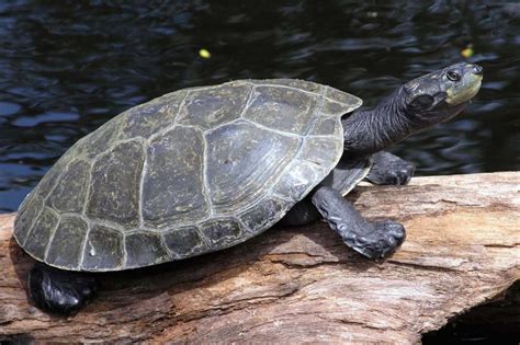 Yellow-Spotted Amazon Turtle - Honolulu Zoo Society