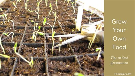 Grow your own food - Tomato & Vegetable Seed Germination Tips & Tools ...