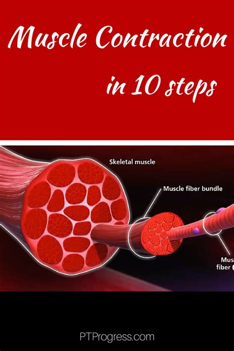 How Do Muscles Contract: Steps to Muscle Contraction