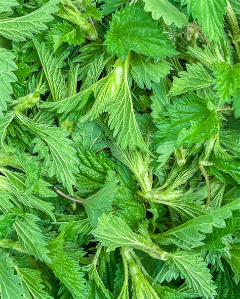 10 Edible Wild Plants Great for Beginners