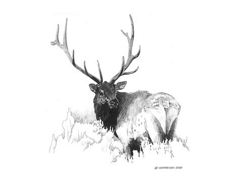 Elk Drawing by Paul Shafranski