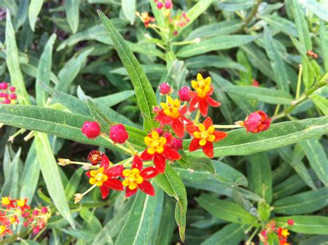 Got Milkweed? Updated Plant Guide for Central and South Texas ...