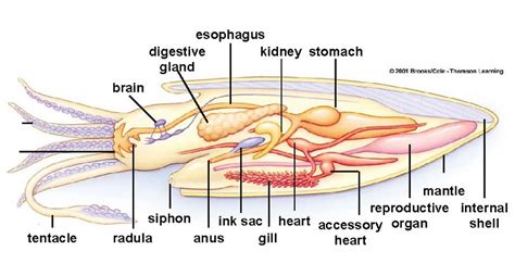 Interesting facts about cuttlefish | Just Fun Facts