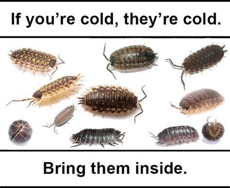 "If you're cold, they're cold Isopod Meme" by TMPS | Redbubble