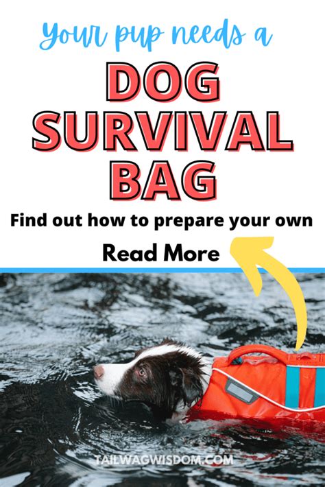 Prepare The Best Dog Emergency Kit - Tail Wag Wisdom