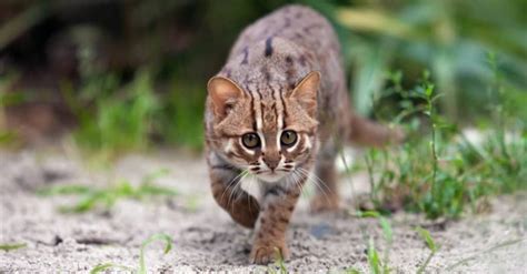 Rusty Spotted Cats For Sale: World's Smallest Cats Price, Diet, & More ...