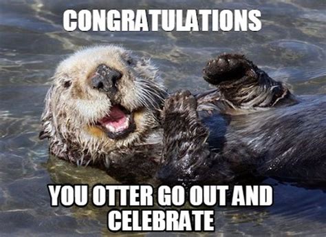 71 Funny Congratulations Memes to Celebrate Success | Otters, Animal ...