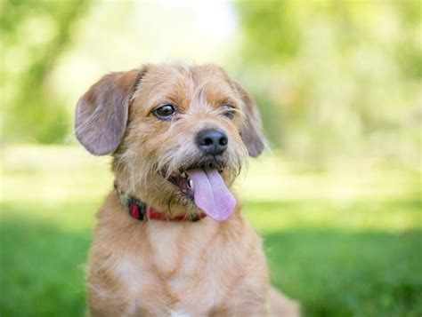 Doxie Cairn (Cairn Terrier & Dachshund Mix) Info, Pics, Traits | Hepper