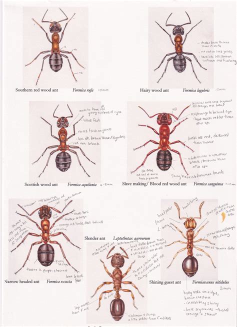 Ant species colour guide rough - Lizzie Harper