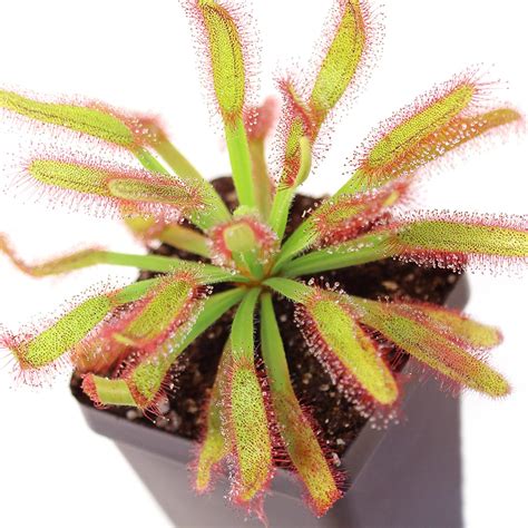 Drosera 'Hercules' - Cape Sundew | Curious Plant