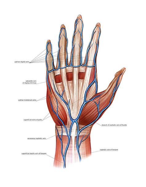 Venous System Of The Hand Poster by Asklepios Medical Atlas