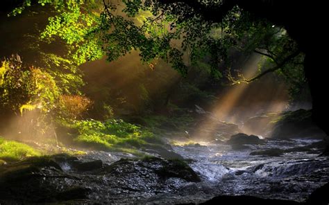 Lanscapes Trees Forest Water Rapids Wallpaper [1920x1200]