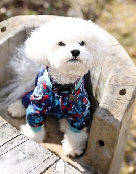 Top 125 Best Bichon Frise Dog Names - PetPress