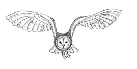 Flying Owl Outline