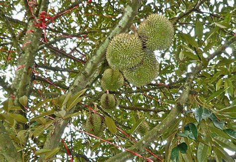 RAJA BUAH: POHON DURIAN