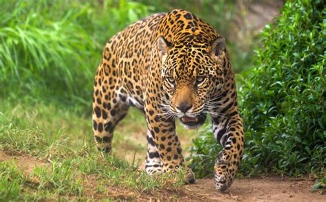 14 Jaw-some Jaguar Facts - Fact Animal