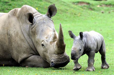 Baby White Rhino Plays With Mom Picture | Cutest baby animals from ...