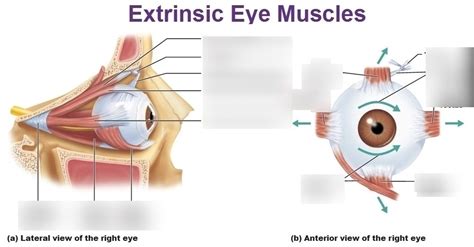 Extrinsic eye muscles diagram Diagram | Quizlet