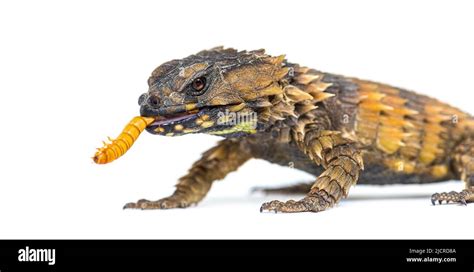 Armadillo girdled lizard eating a Mealworm, Ouroborus cataphractus ...