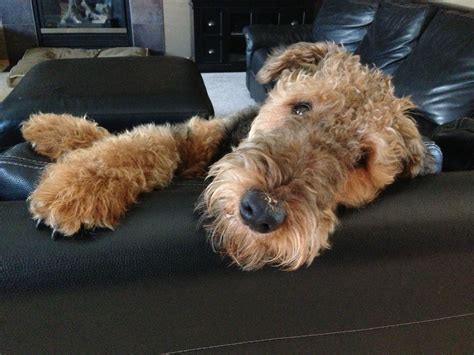 Miniature Airedale - Photos All Recommendation