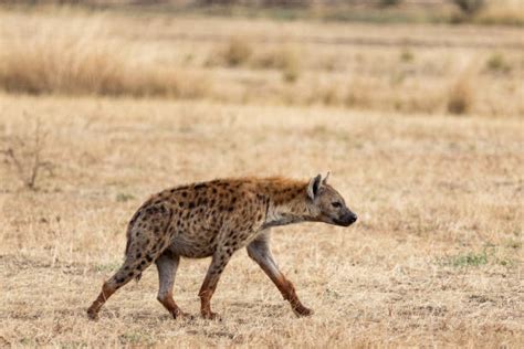 Spotted Hyena Resting Stock Photos, Pictures & Royalty-Free Images - iStock