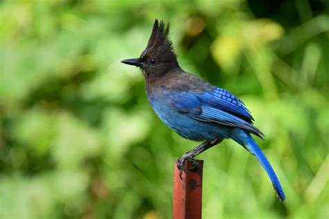 Steller's Jay - Birds and Blooms | Jay bird, Blue jay, Birds