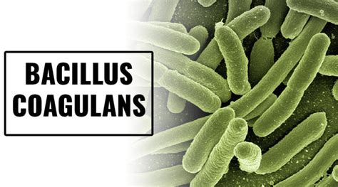 BACILLUS COAGULANS – Nutrition Daily