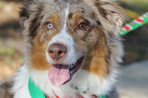 Red Merle Aussie bi color eyes | Shepherd puppies, Australian shepherd ...