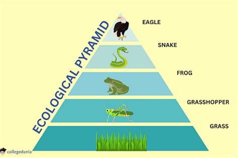 Ecology Pyramid: Types & Importance