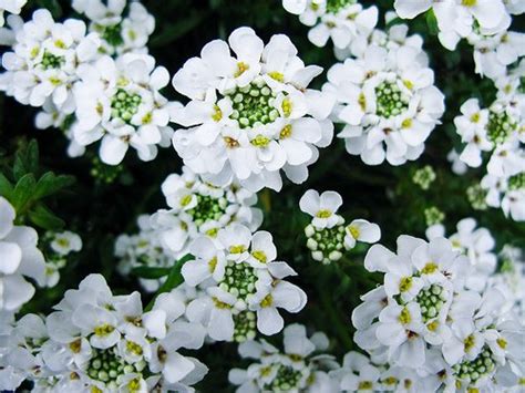 Amazon.com : 60+ Pure White Alyssum Flower Seeds / Perennial ...